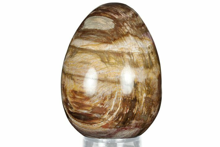 Colorful, Polished Petrified Wood Egg - Madagascar #318351